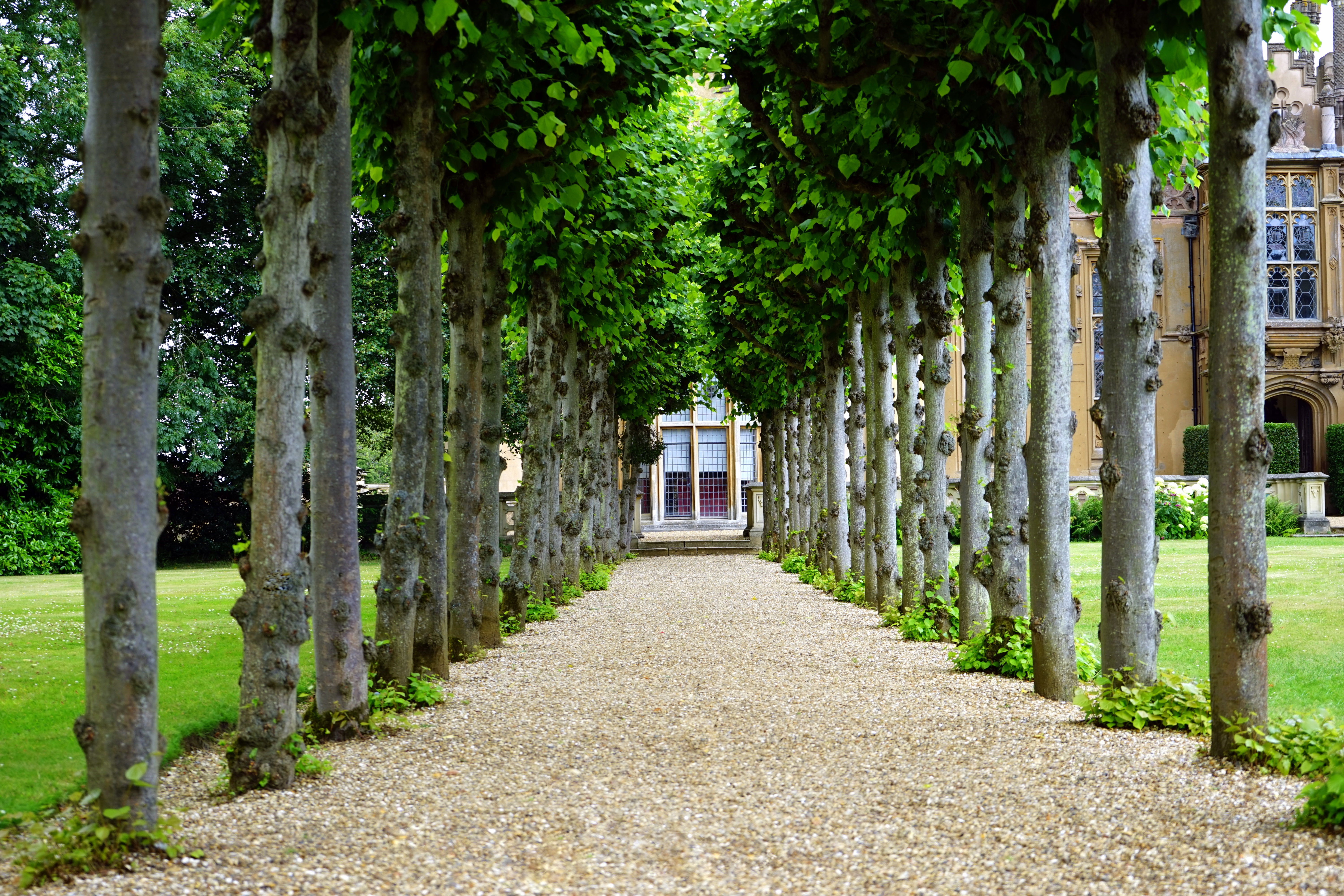 Canva - Pathway Between Trees Towards House